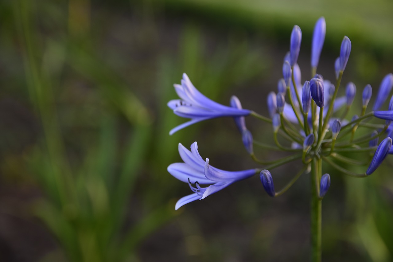 violet  nature  park free photo