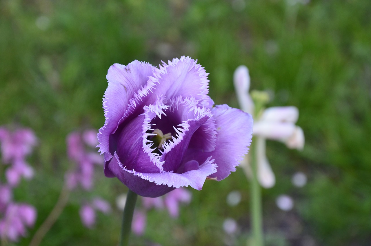 violet  tulip  garden free photo