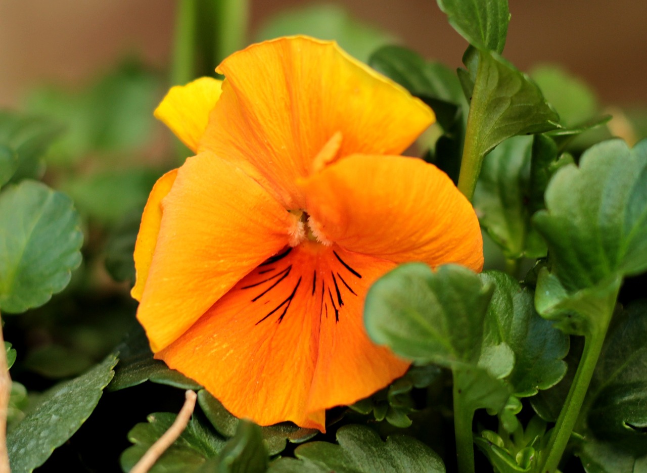 violet  orange  yellow free photo