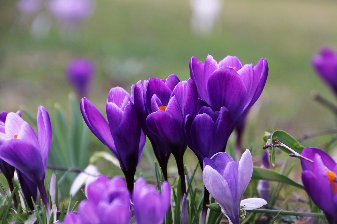 violet  krokus  garden free photo