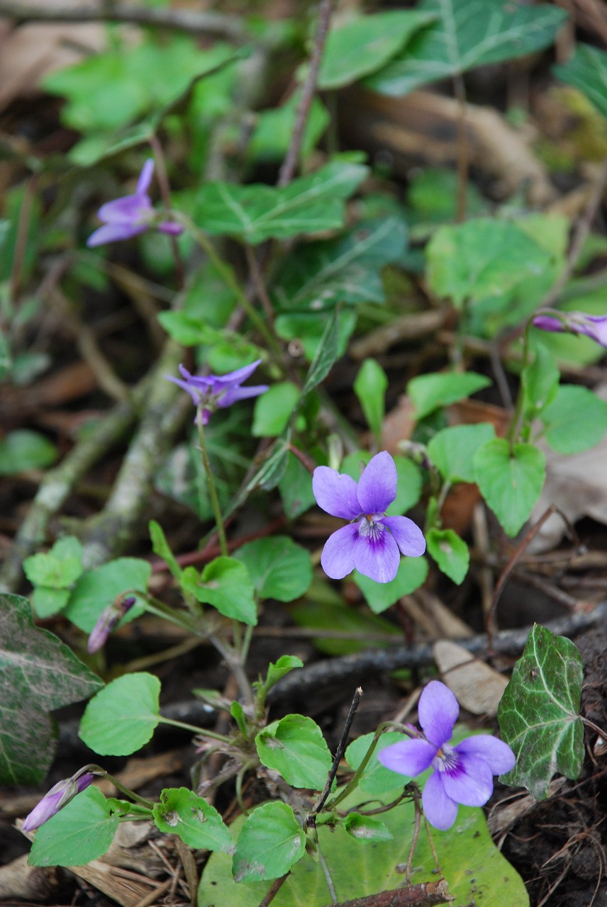 violet  woodland  flower free photo