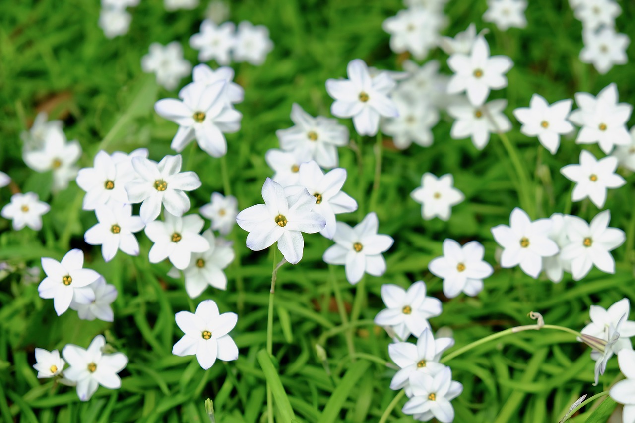 violet  white  elegant free photo