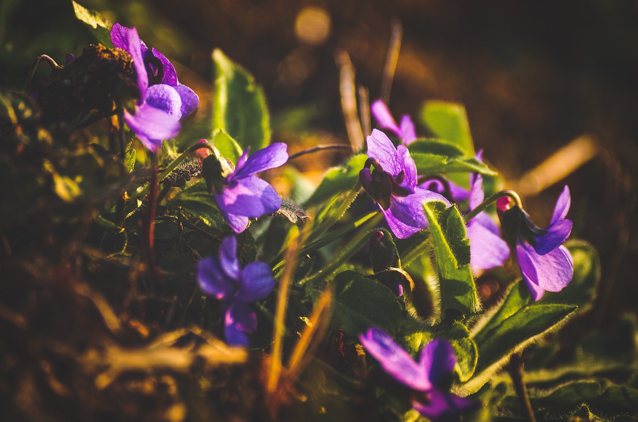 violet  purple  spring free photo