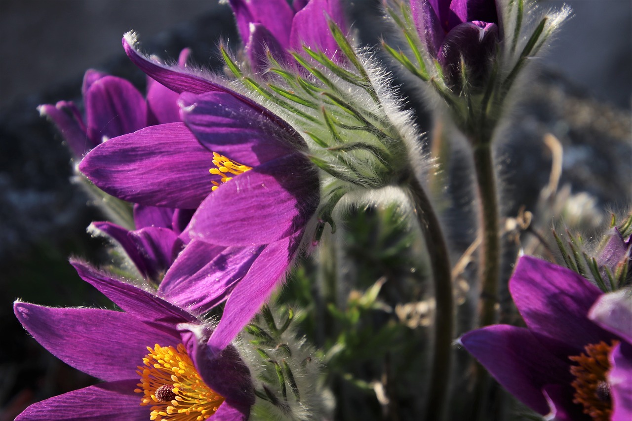 violet  sasanka  plant free photo