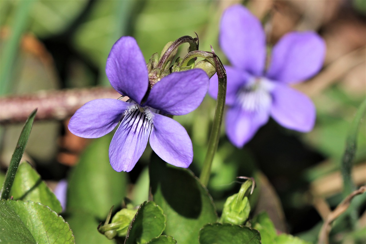 violet  forest  spring free photo