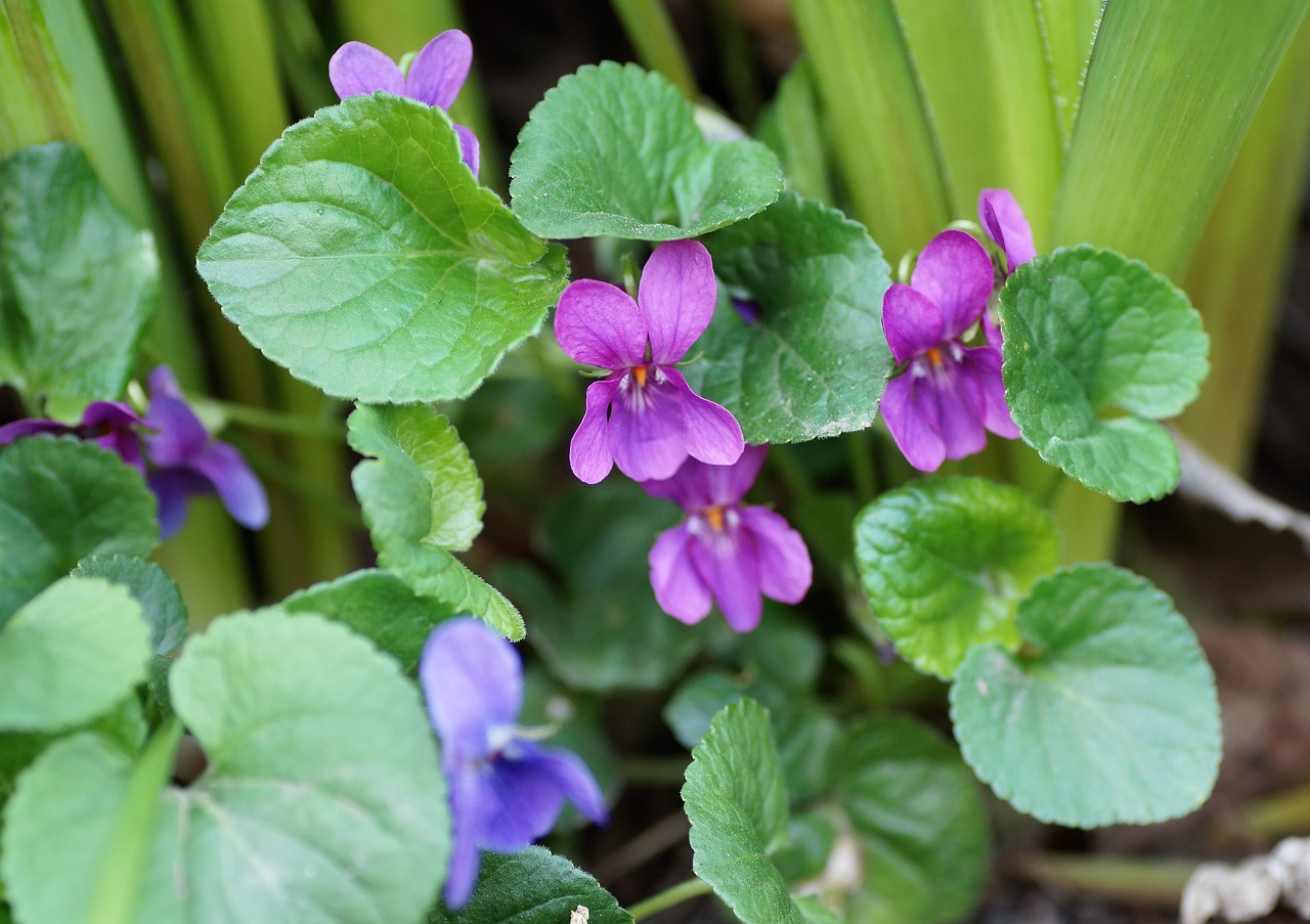 violet  pink  non-traditional free photo