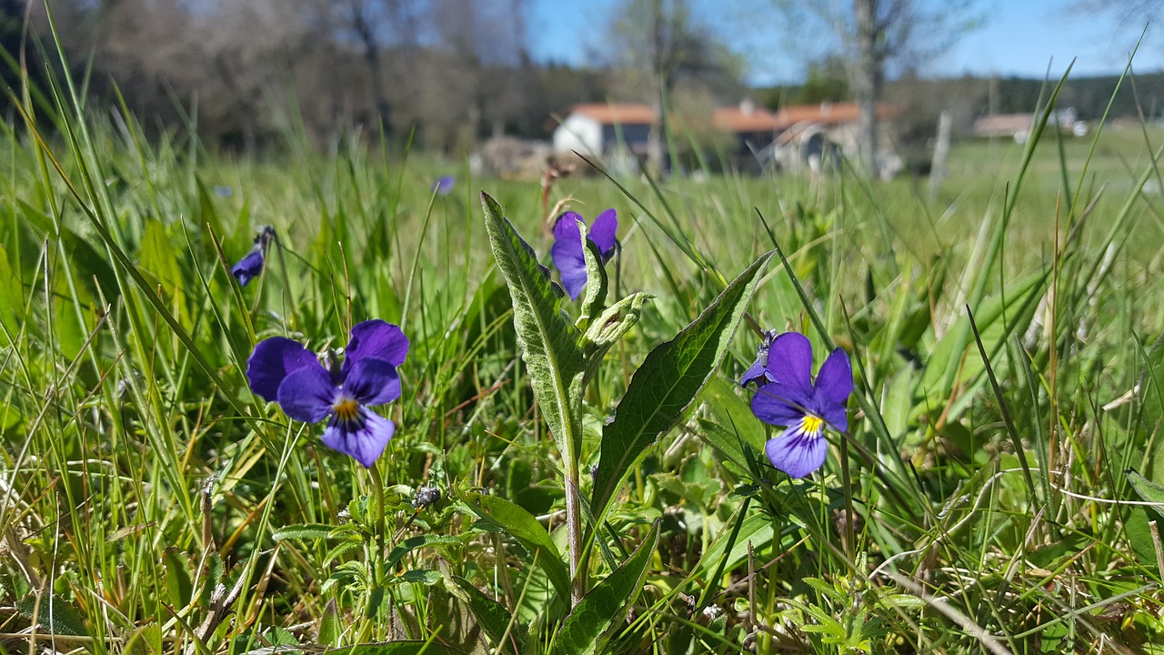 violet  spring  flowers free photo