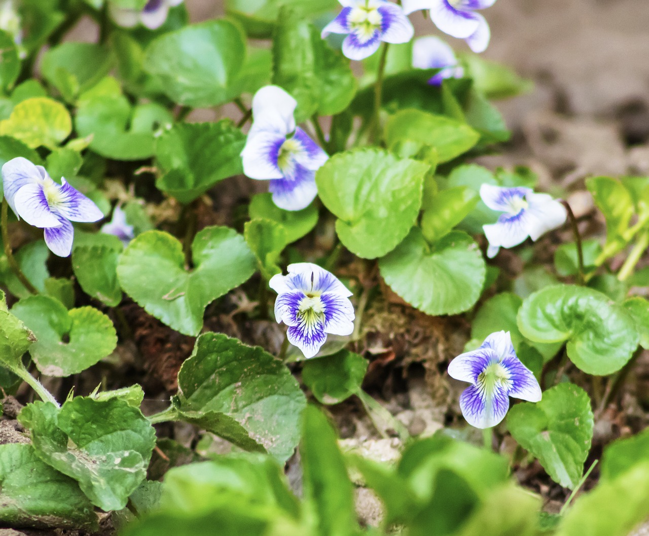 violet  flower  flowers free photo