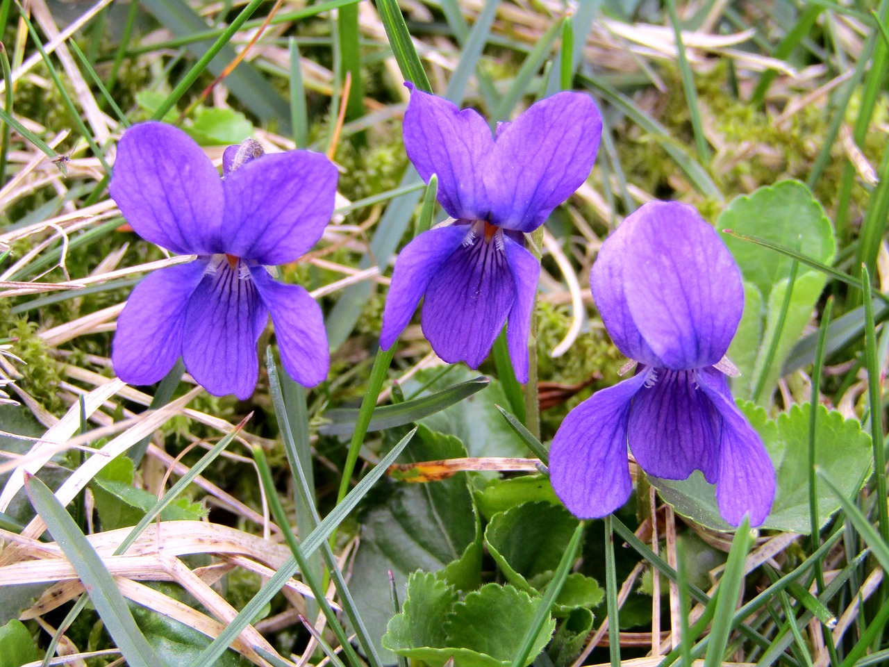 violet  spring  flowers free photo