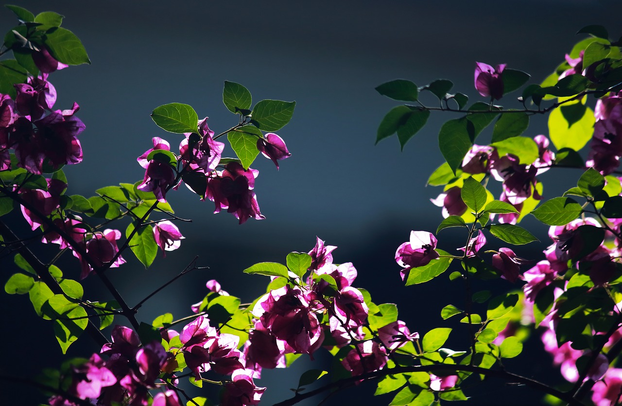 violet  backlight  flowers free photo