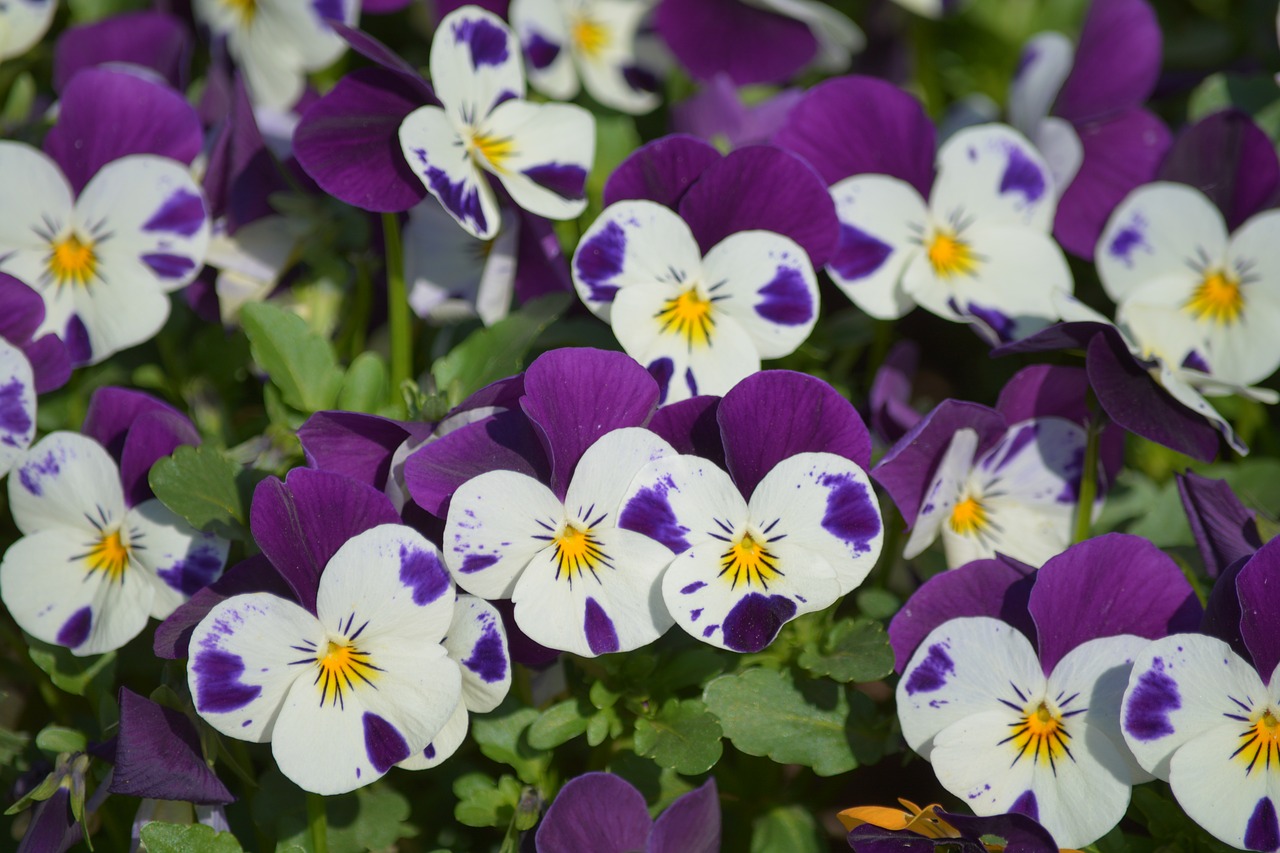 violet  colorful  garden free photo