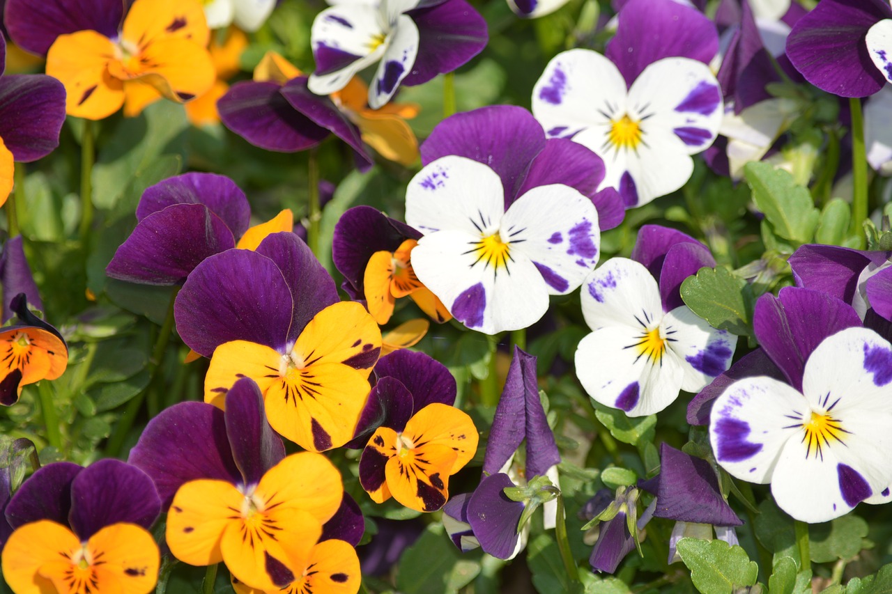 violet  colorful  garden free photo