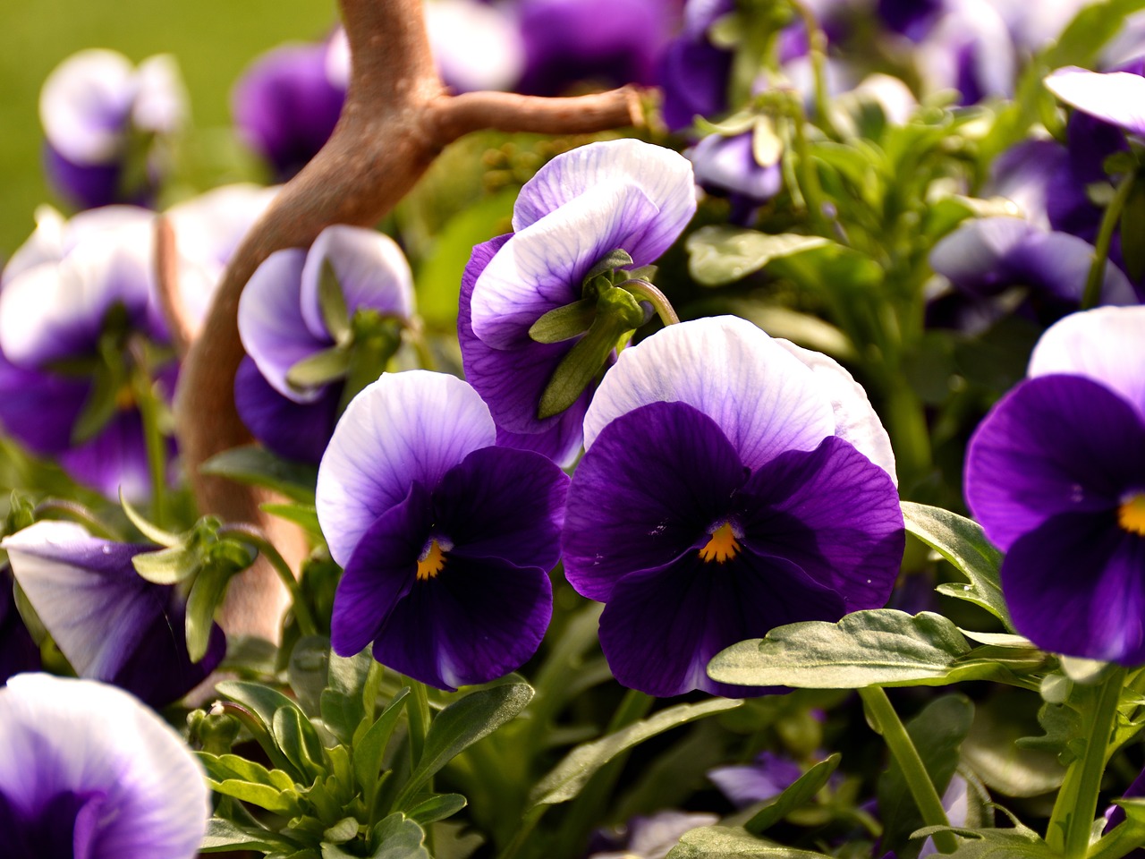 violet  pansy  spring flower free photo