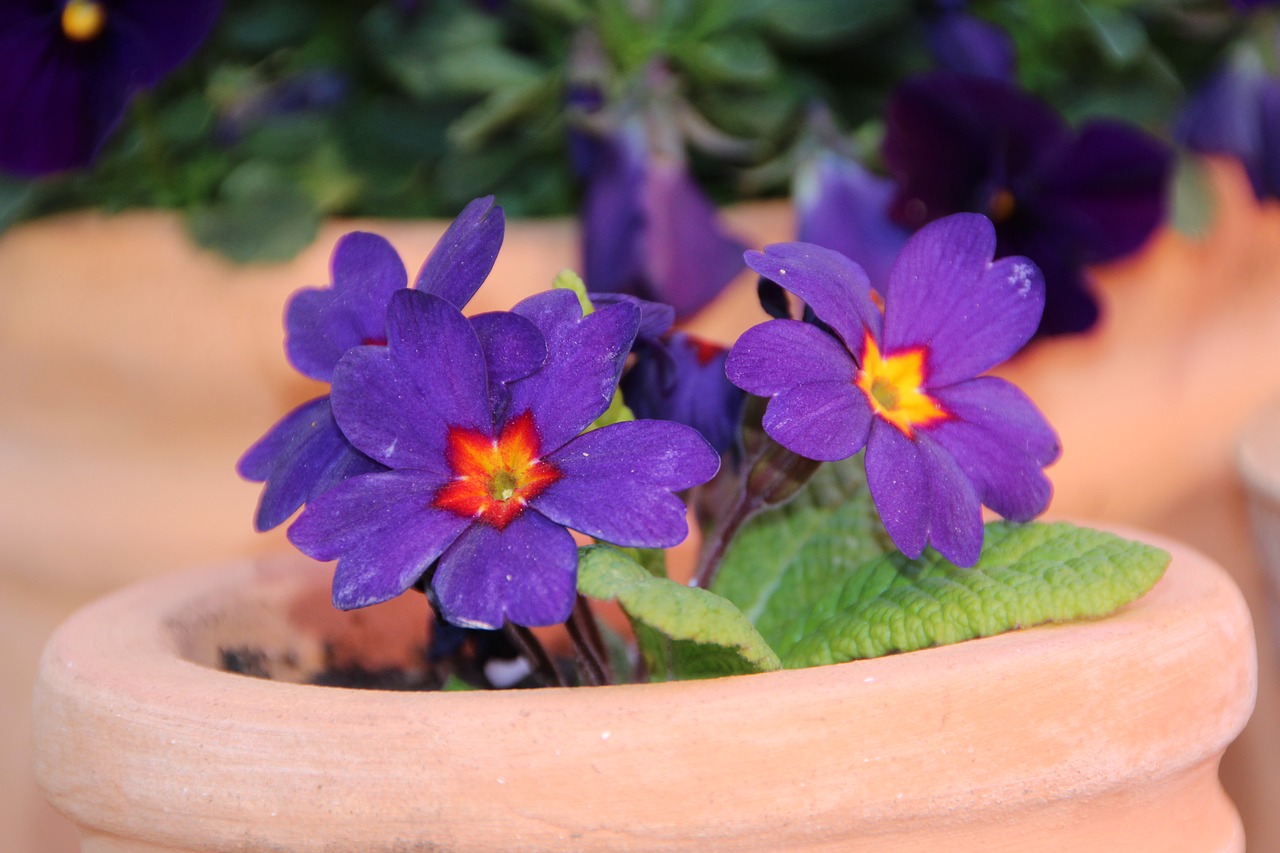 violet  flowers  spring free photo