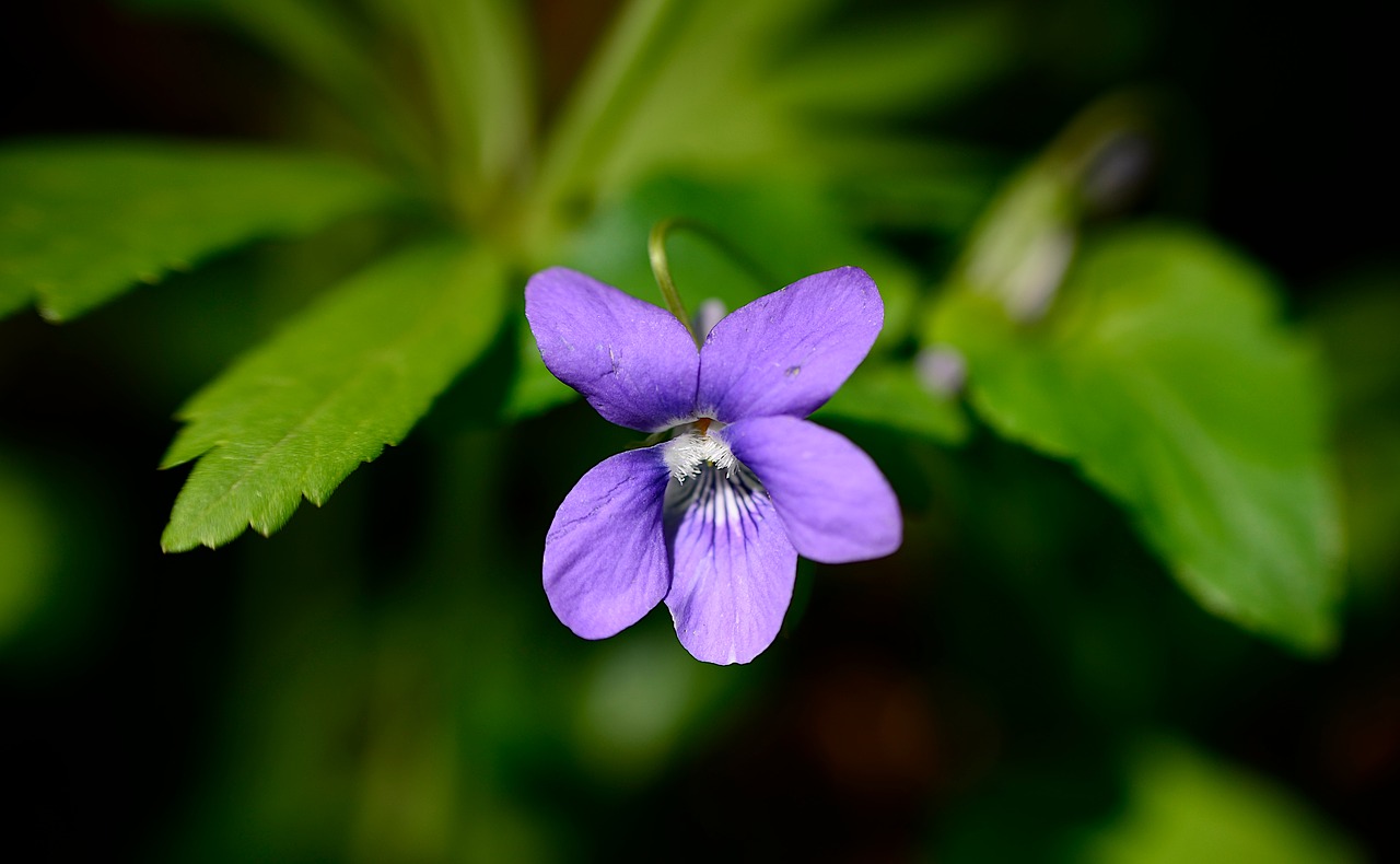 violet  flower  flowers free photo