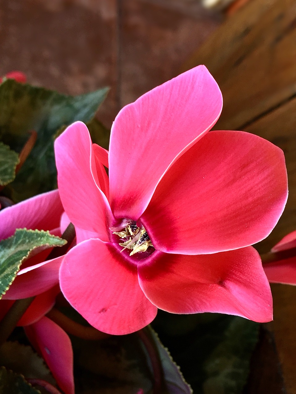 violet  pink flower  flowers free photo