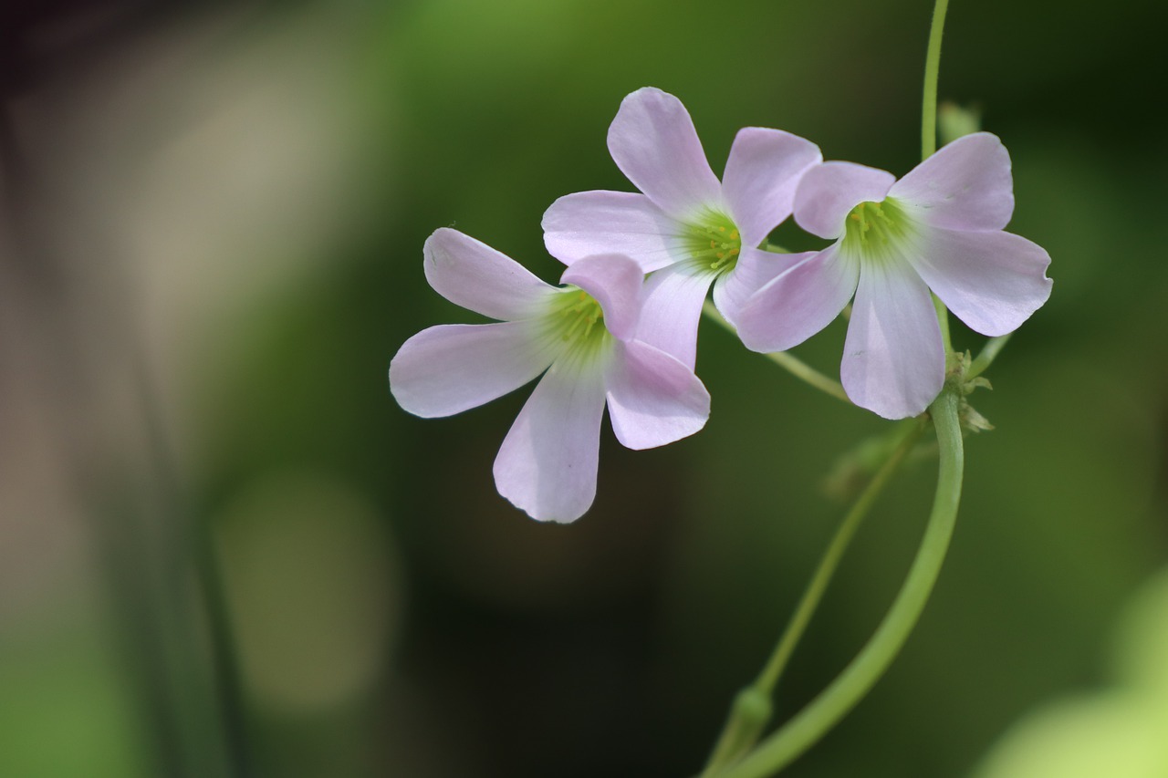 violet  flower  lavender free photo