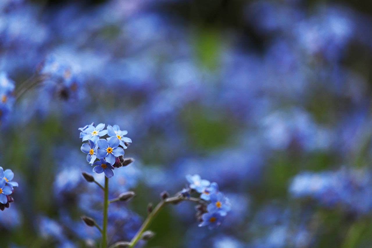 violet  spring flower  spring free photo