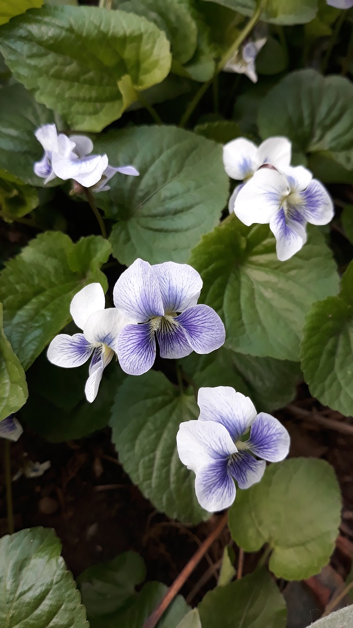 violet  flowers  nature free photo