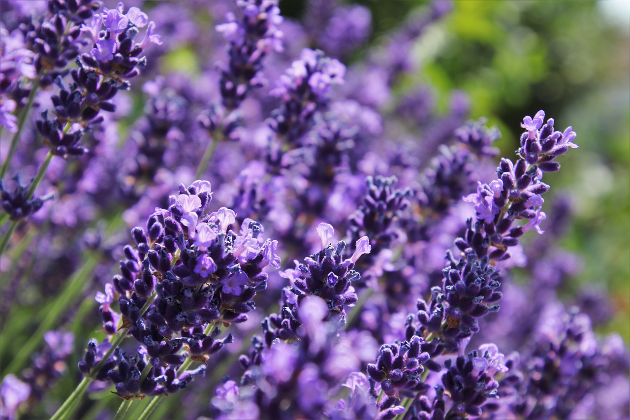 violet  flowering  lavender free photo