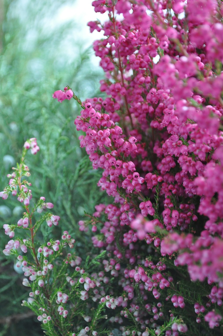 violet heather autumn free photo