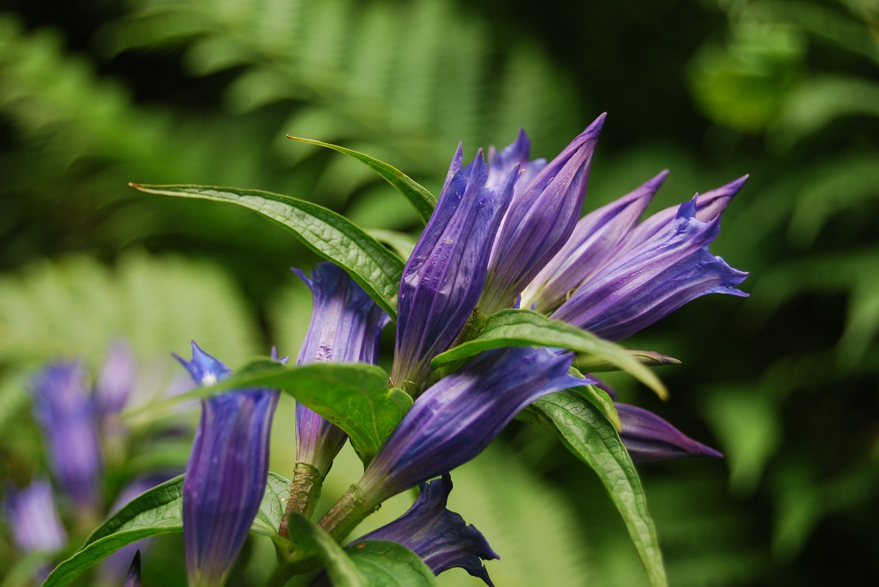 violet flower plant free photo