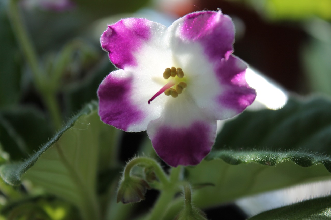 violet flowers floral free photo