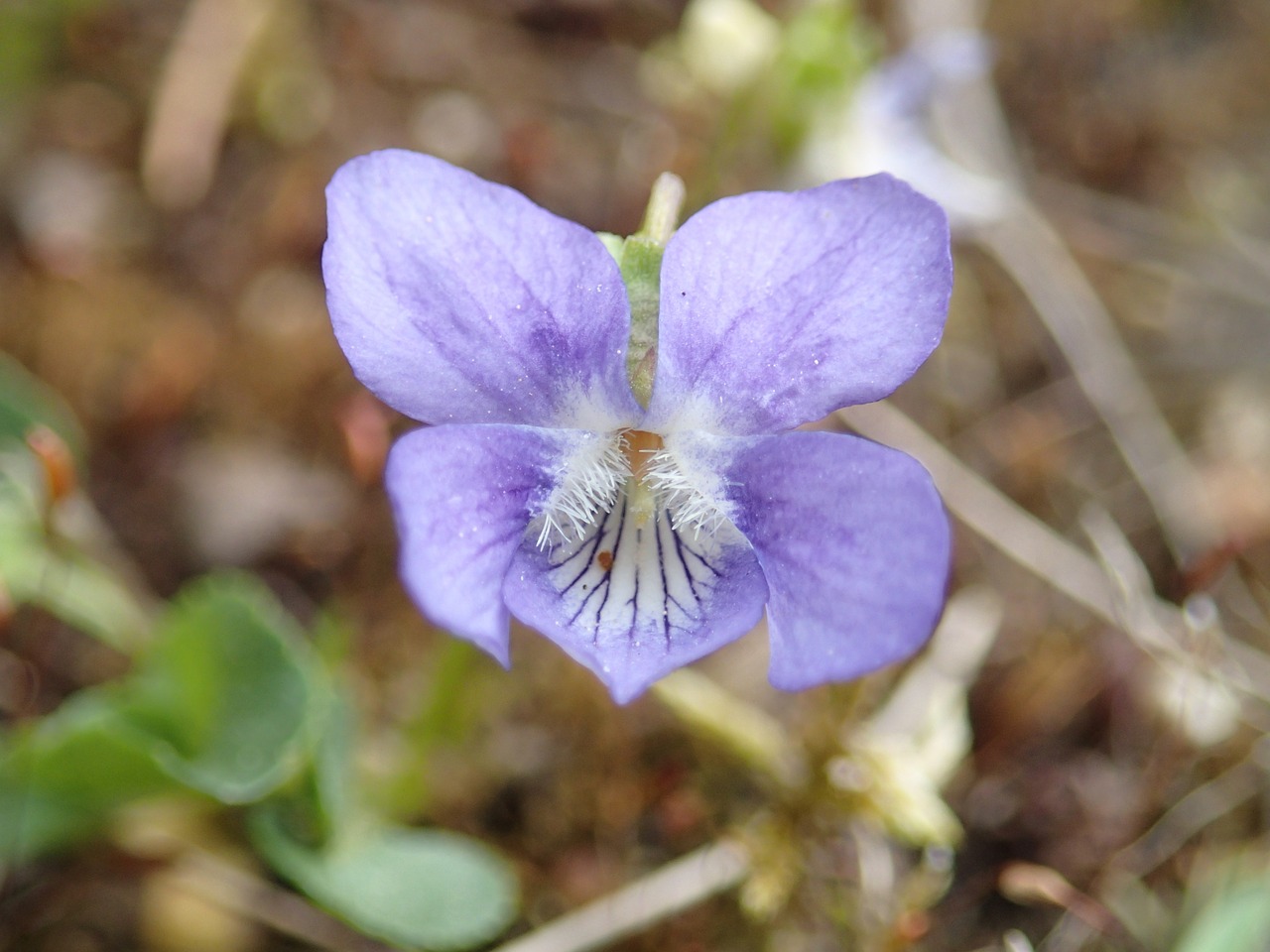 violet flora flower free photo