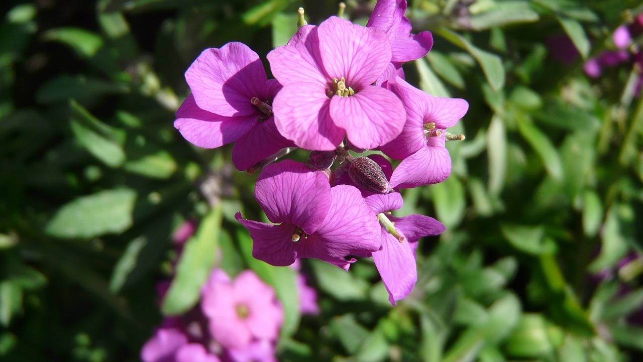 violet flower purple free photo