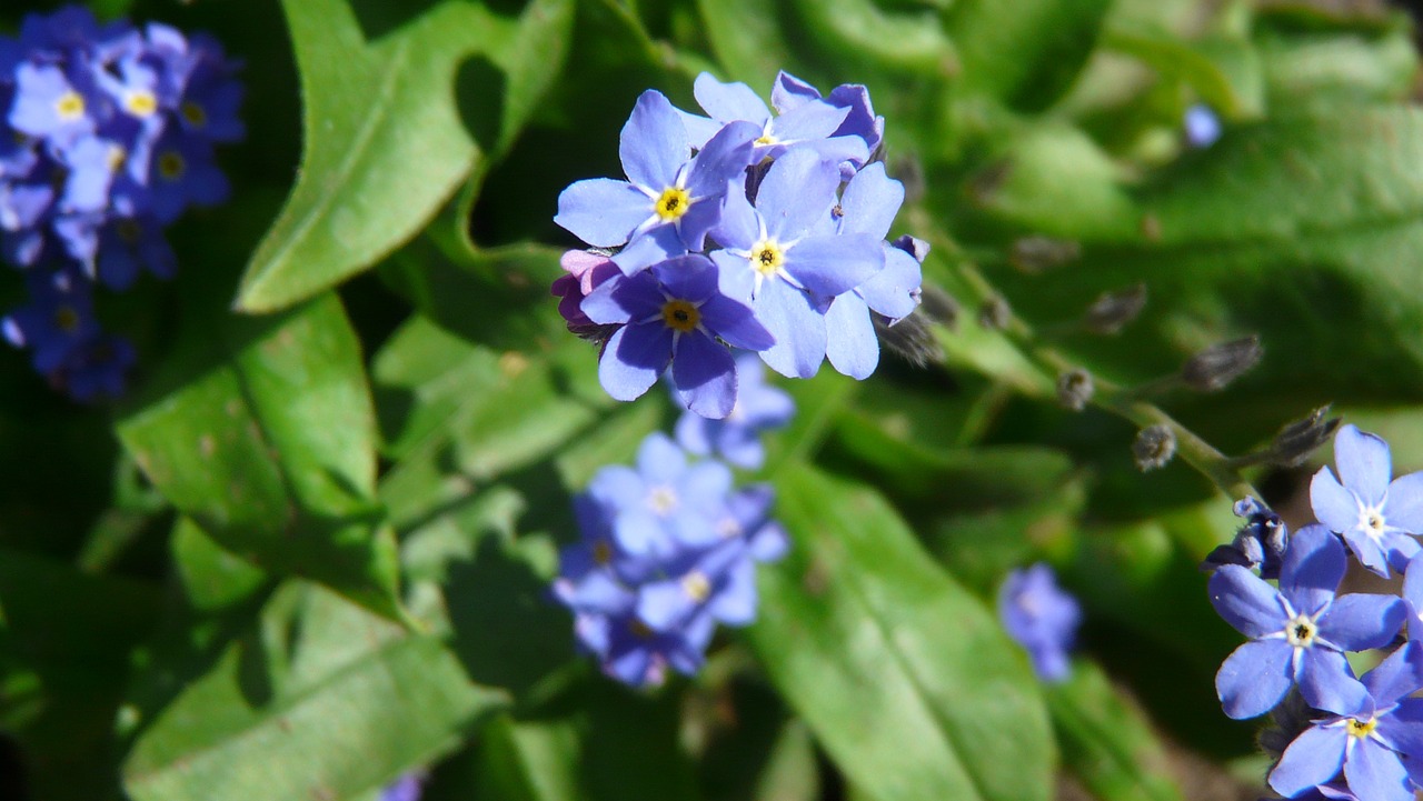 violet blossom bloom free photo