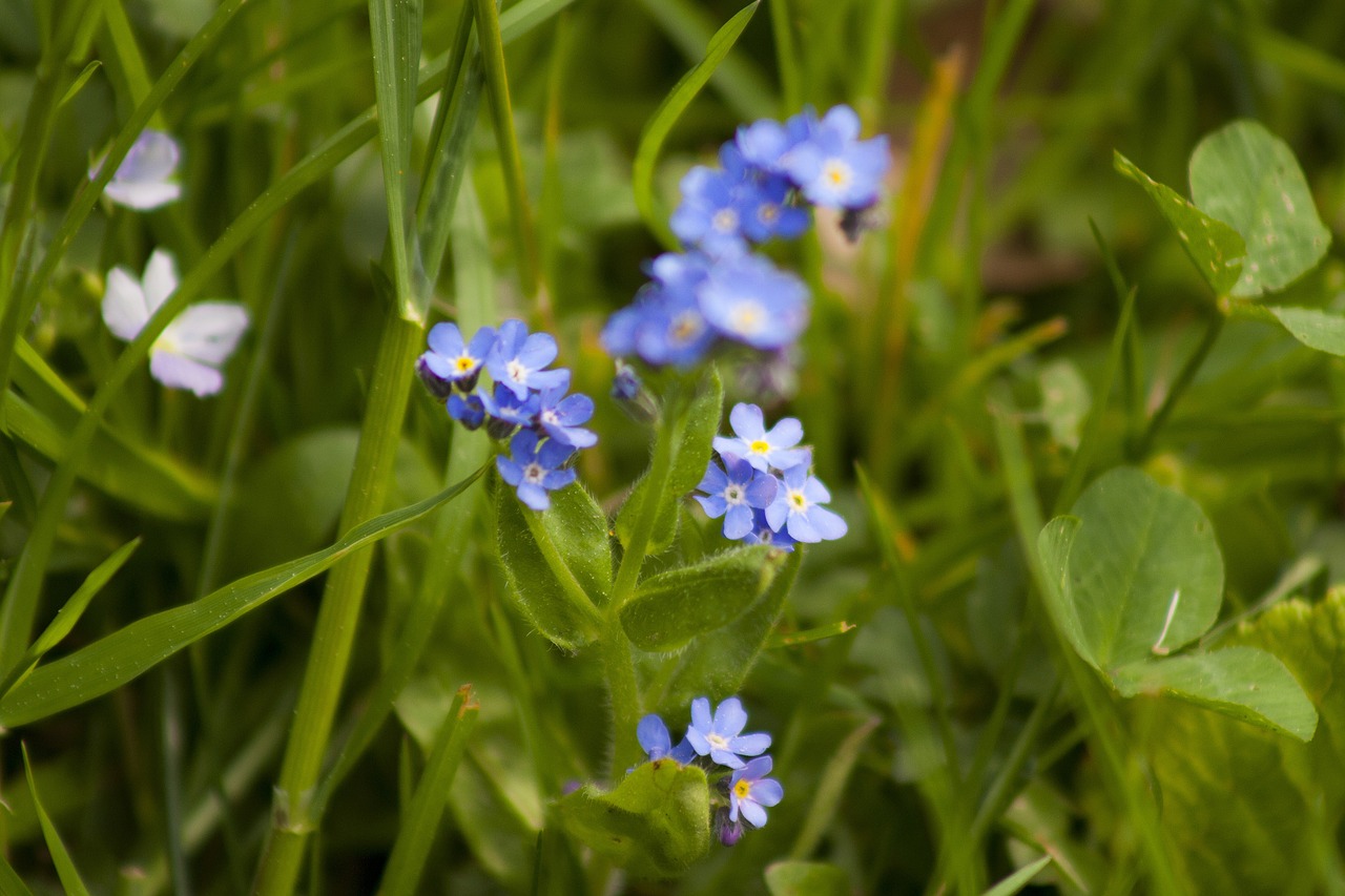 violet flower meadow free photo