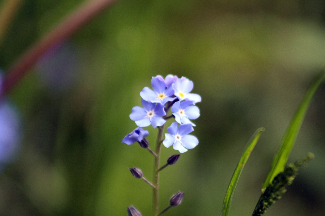 violet flower meadow free photo