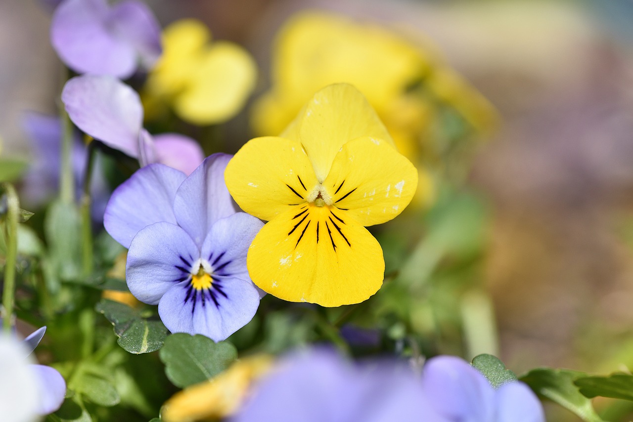 violet flower spring flower free photo