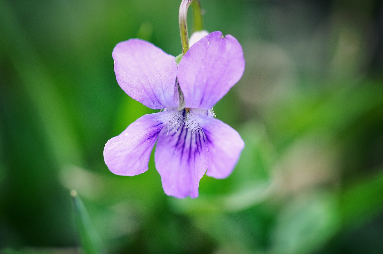 violet flower plant free photo