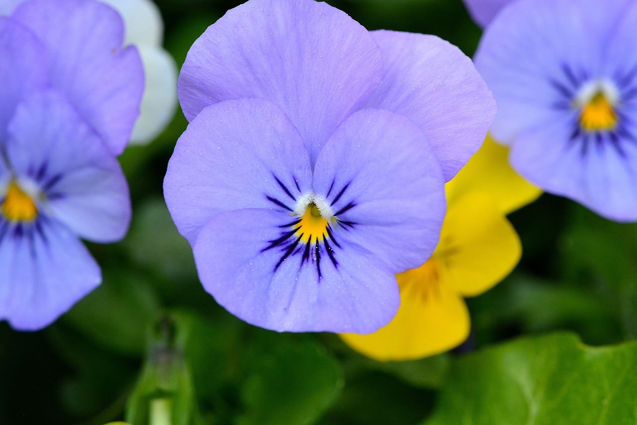 violet flower plant free photo