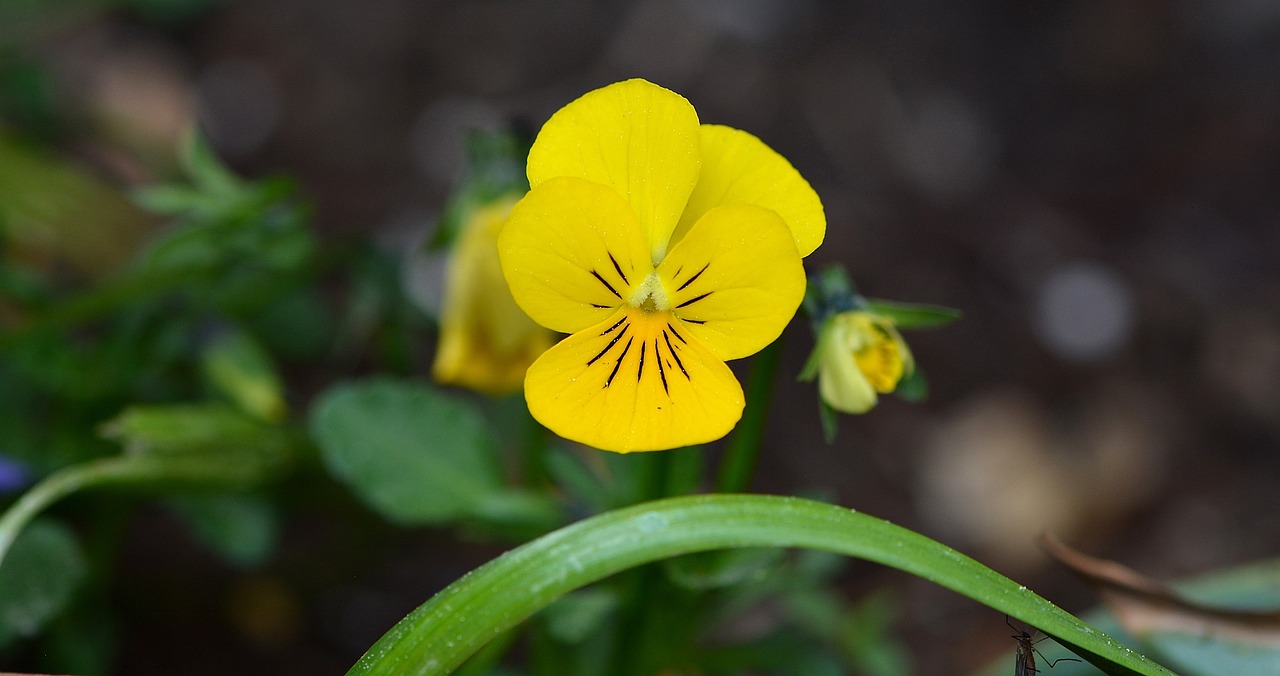 violet flower plant free photo