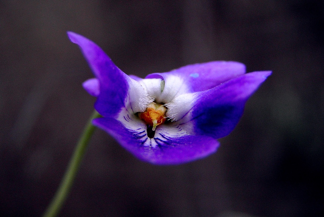 violet flower spring free photo