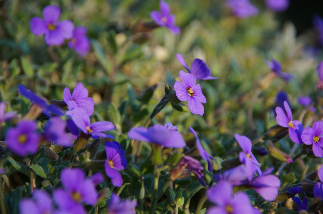 violet ground cover flower free photo