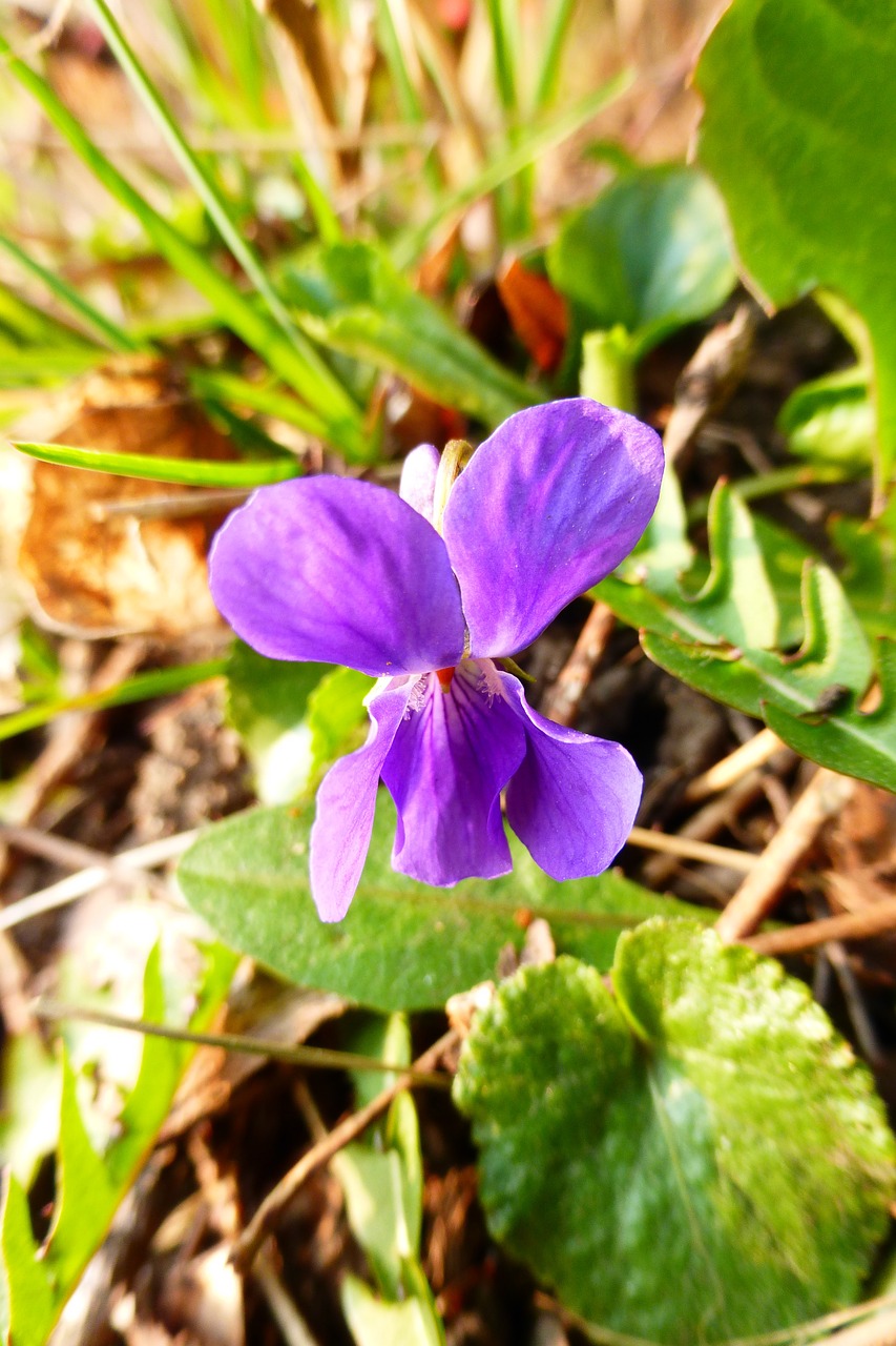 violet purple spring flower free photo