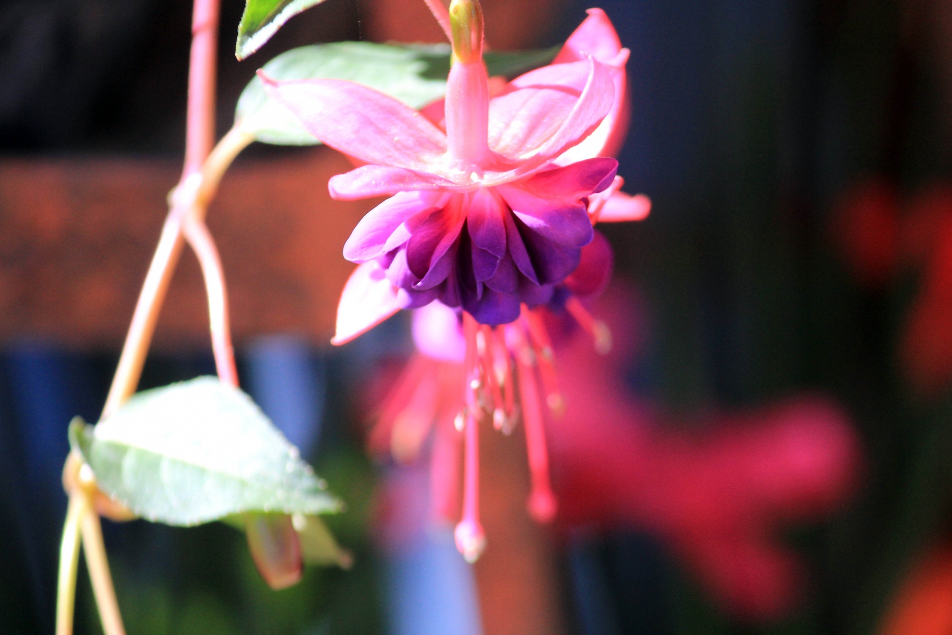 violet pink flower violet pink flower free photo