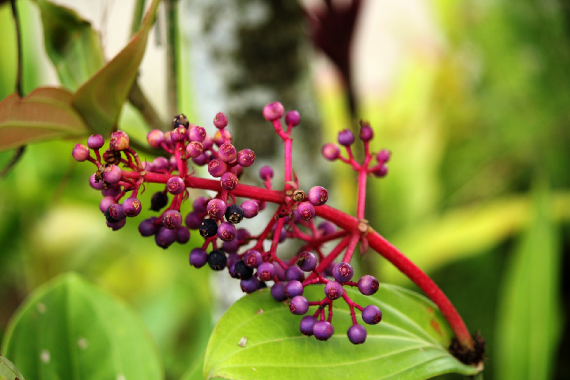 berry fruits tiny fruits free photo