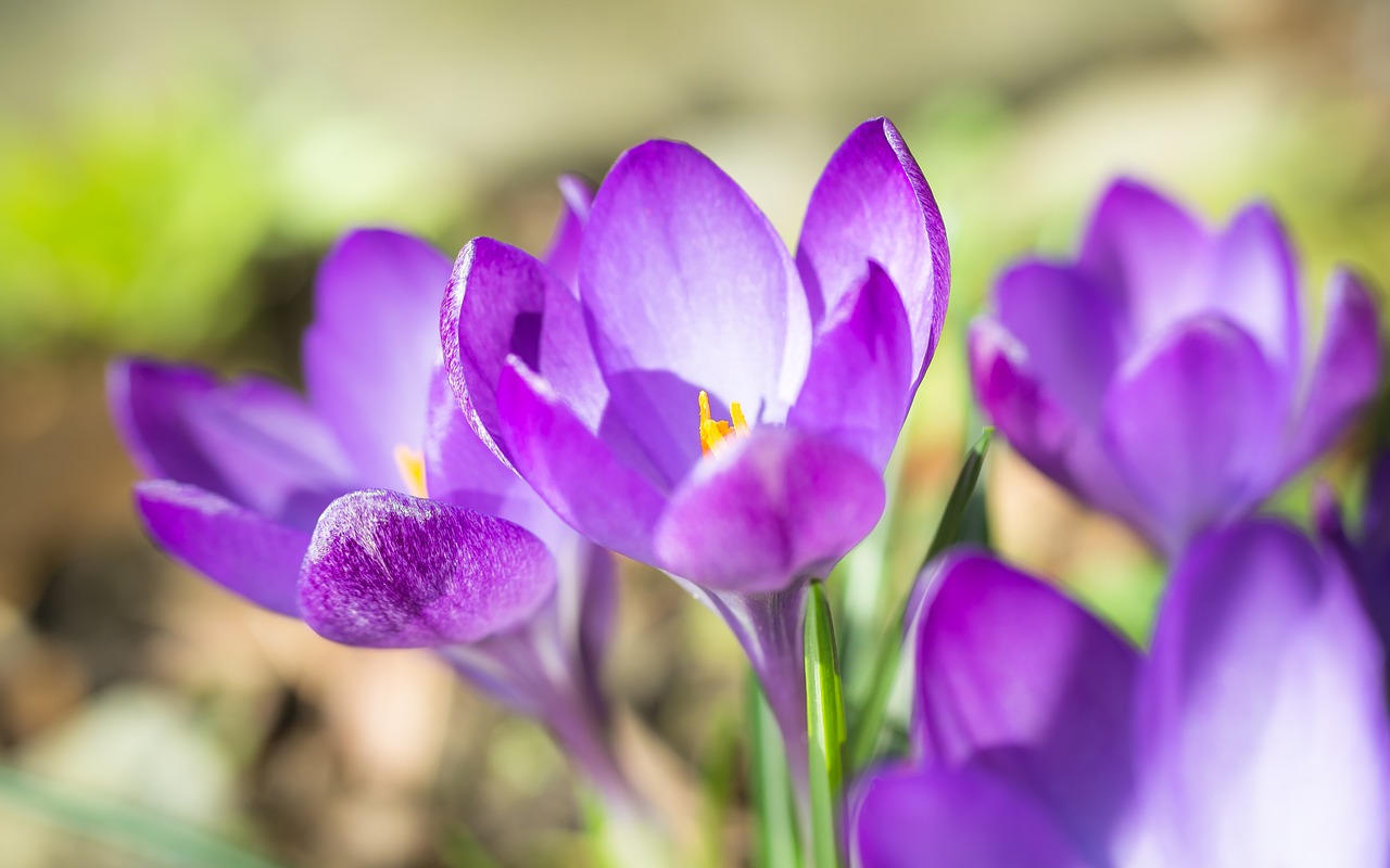 violet blur crocus spring free photo