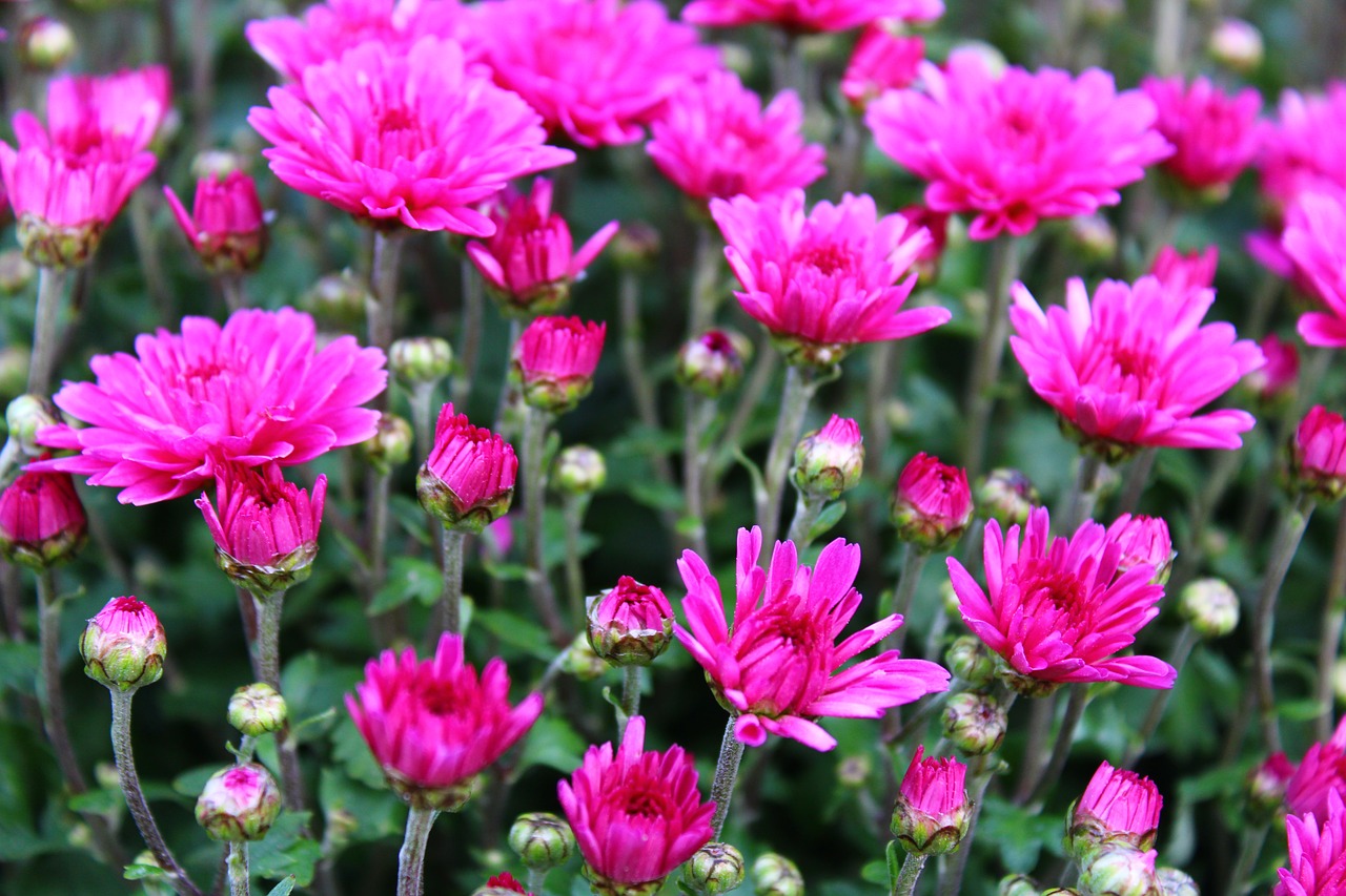 violet chrysanthemums  chrysanthemum  bloom free photo