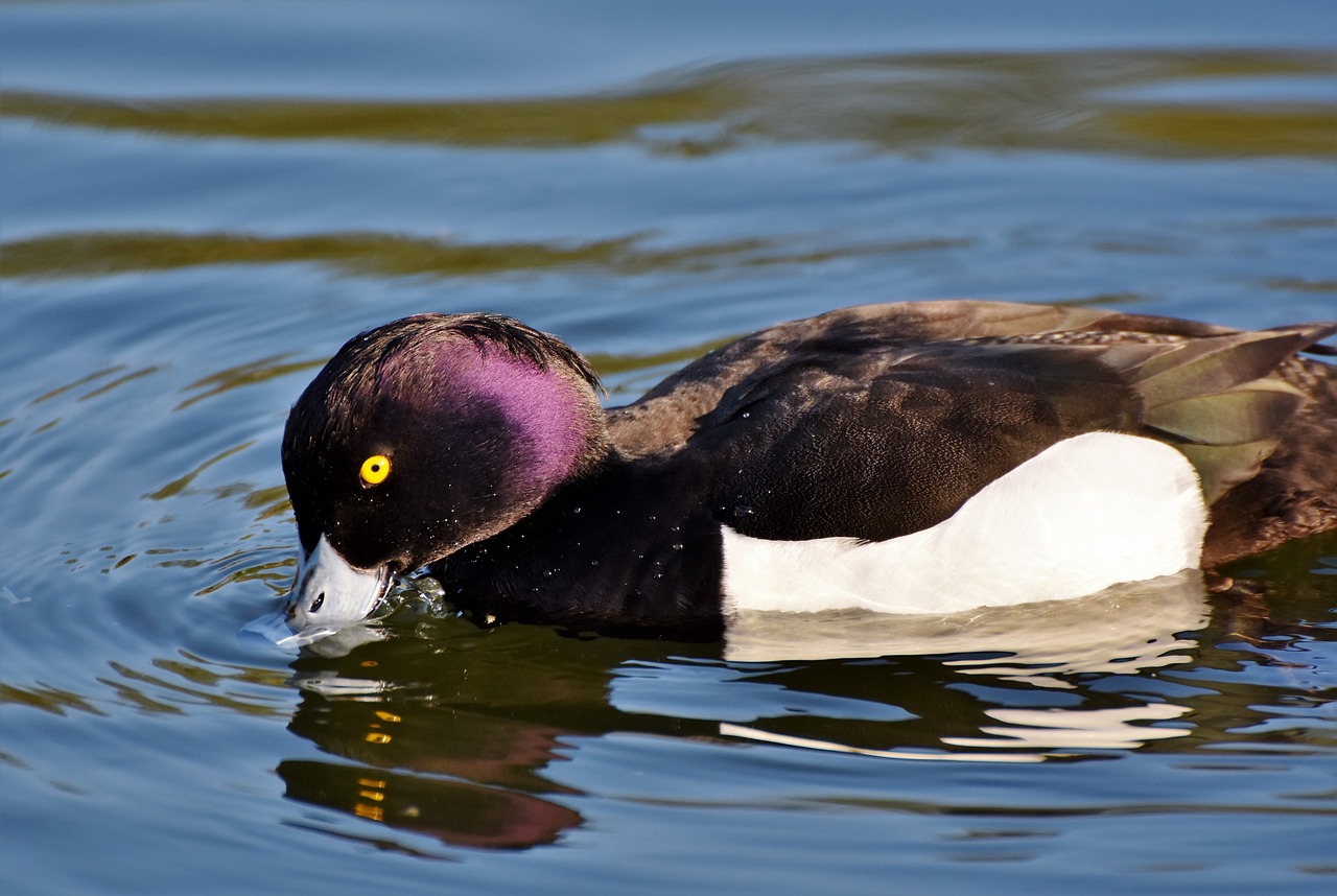 violet duck  small mountain duck  duck free photo