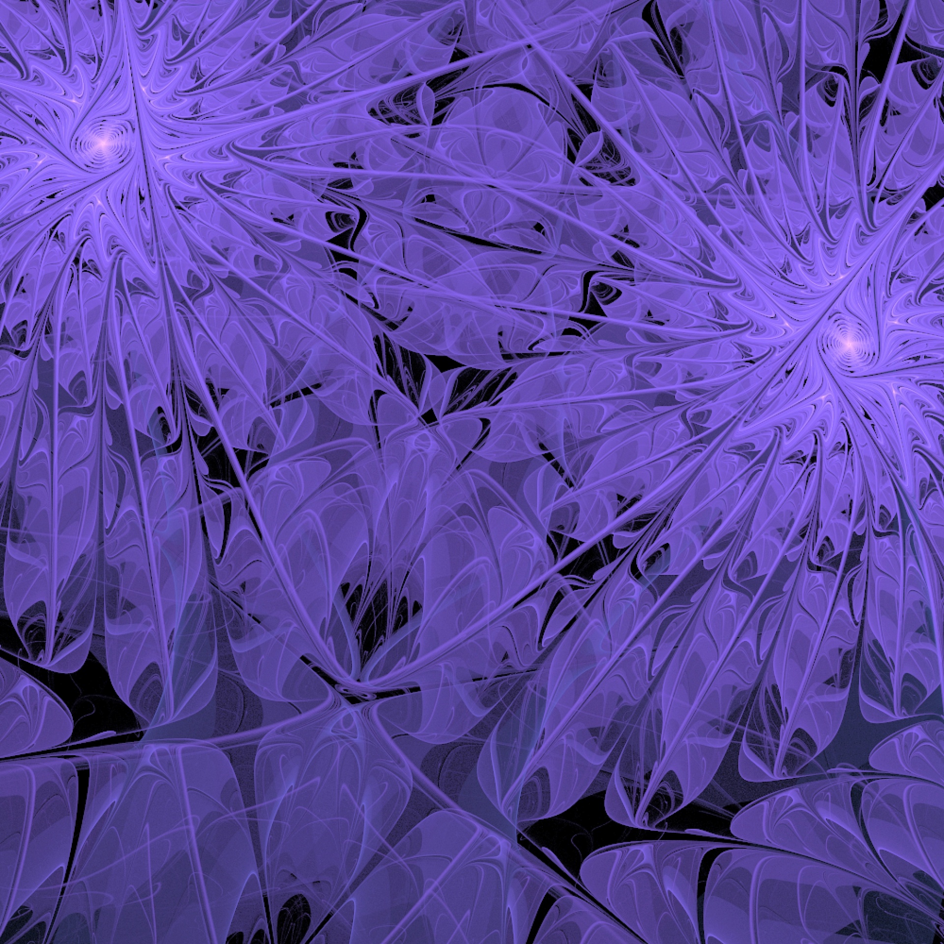 violet feathers abstract free photo