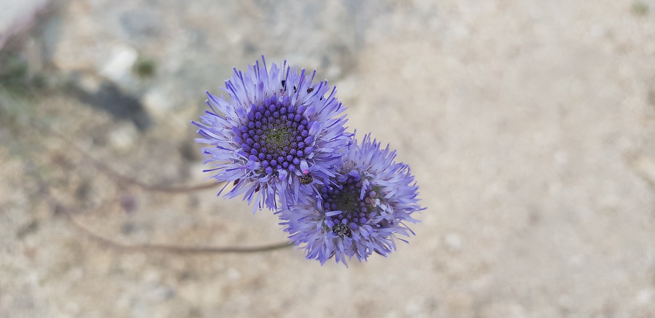 violet flower  botany  spring free photo