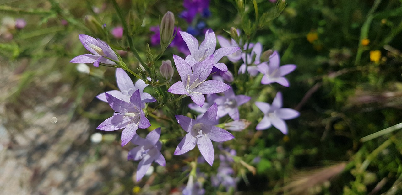 violet flower  botany  bell free photo