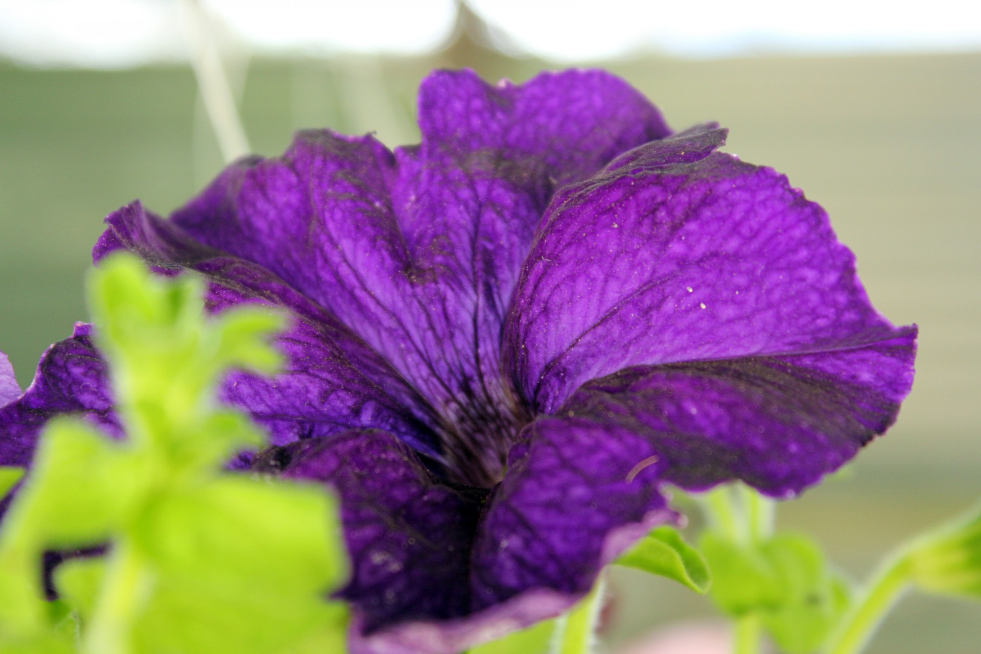 violet flower violet plants free photo