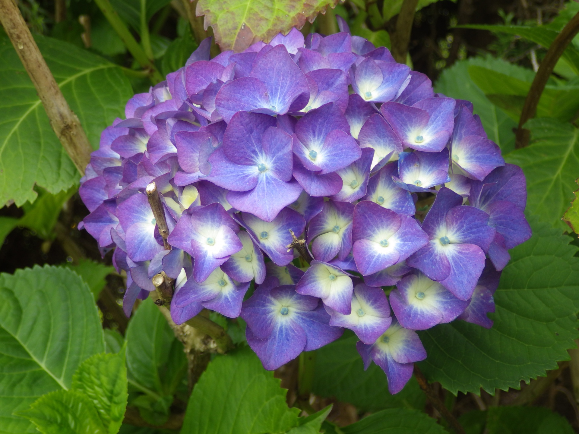 flowers beautiful violet free photo