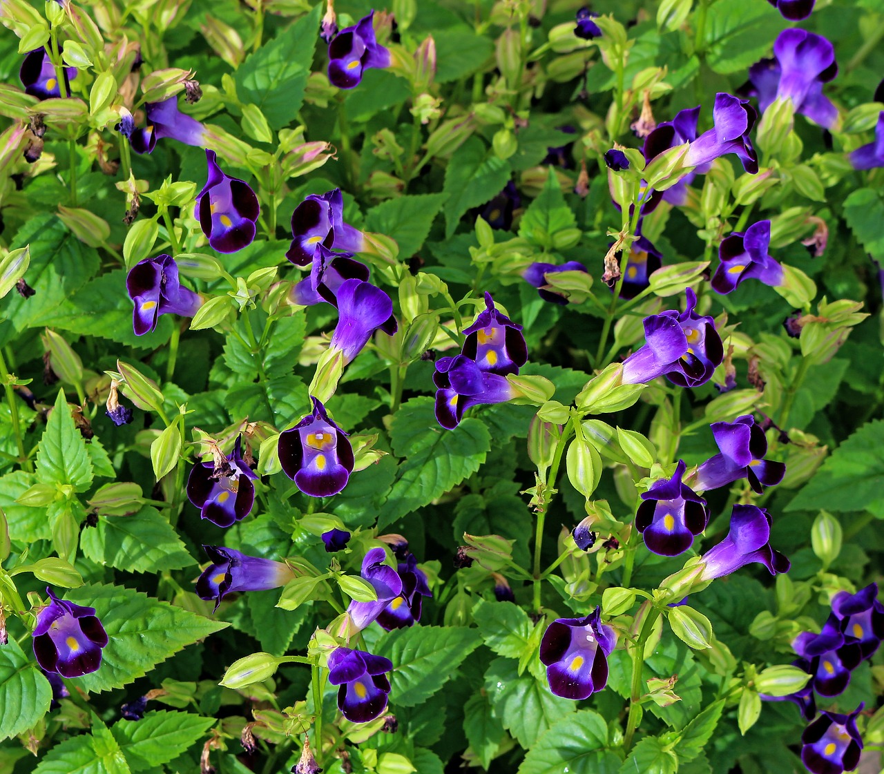 violet flowers garden plant free photo